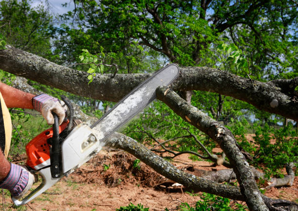 The Steps Involved in Our Tree Care Process in Lake Belvedere Estates, FL